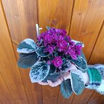 Africká fialka (Saintpaulia variegata) ´HOVARIAGATA´ - výška 10-15 cm, kont. C1L